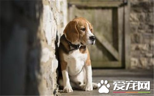 比格犬是大型犬吗比格犬成年多大,比格犬怎么养一天喂几次狗粮