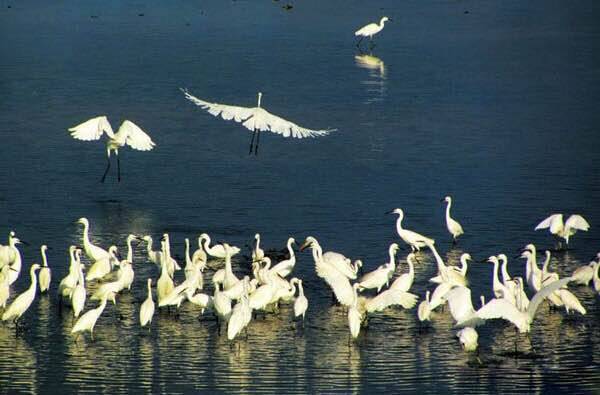 秦皇岛观鸟最有名的鸟,秦皇岛有哪些鸟