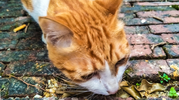 拍照体验好的手机,opporeno7pro拍照评测