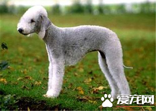 贝灵顿梗经常需要剪毛吗,贝灵顿梗适合什么人养