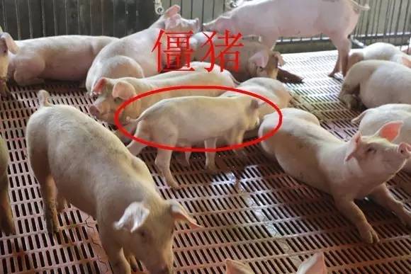 技术光吃料不长肉,吃的多长得慢?从五点对症下药!