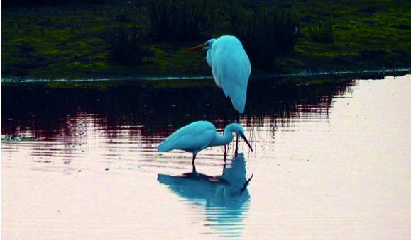 秦皇岛观鸟最有名的鸟,秦皇岛有哪些鸟