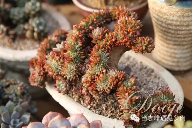 老桩大群多肉,大盆群生老桩图片大全