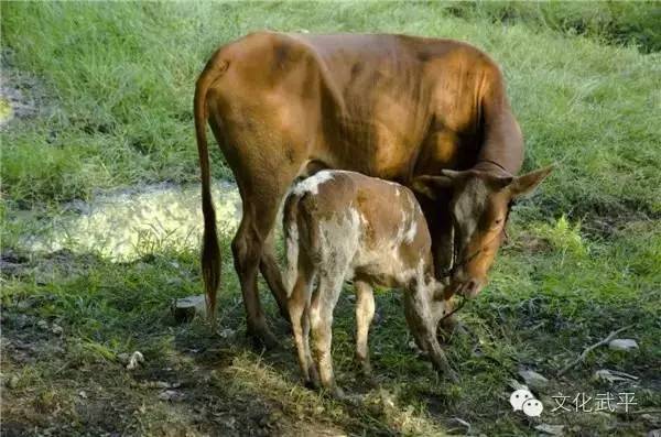 “牙人”、“相牛”——你知道这些即将失传的术语吗？