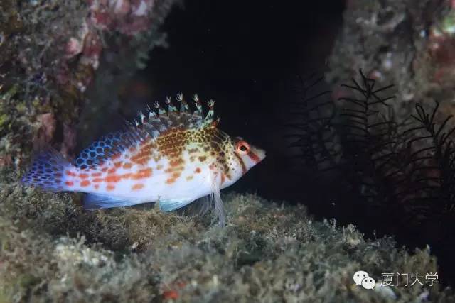 体育微型课游泳,二年级体育公开课攀岩