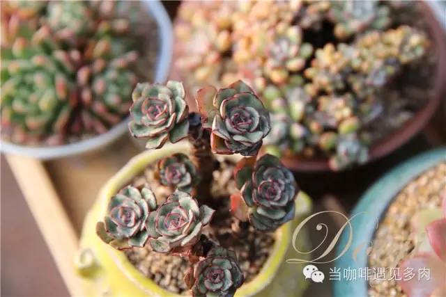 老桩大群多肉,大盆群生老桩图片大全