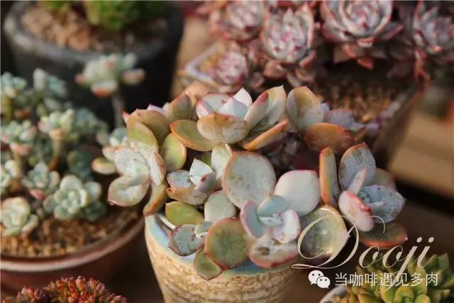 大群老桩秀妍多肉,多肉大群造型图