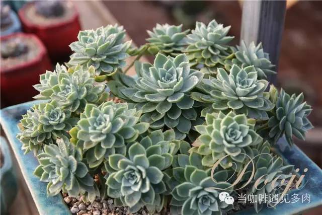 老桩大群多肉,大盆群生老桩图片大全