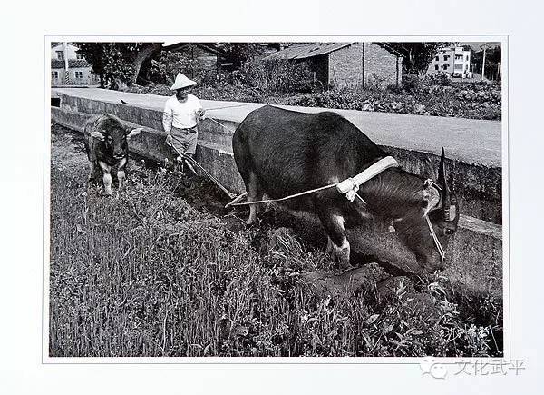 “牙人”、“相牛”——你知道这些即将失传的术语吗？