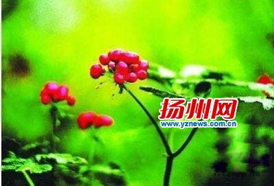 三七能治腿疼吗,土三七引起的肝衰竭能治好吗