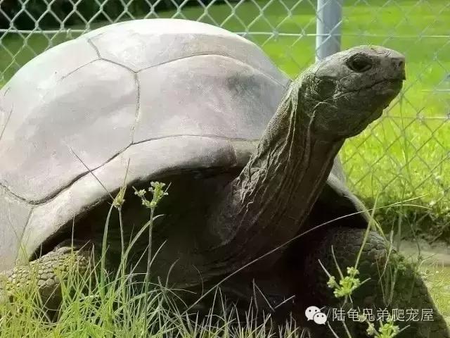 亚达饲养方法及注意事项,如何才可以在中国饲养亚达伯拉