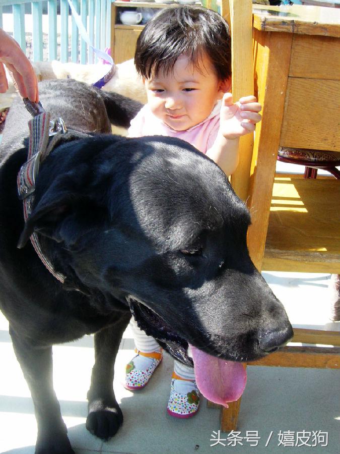 大狗黑色黄色,大狗黑灰色