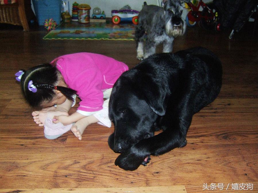 大狗黑色黄色,大狗黑灰色