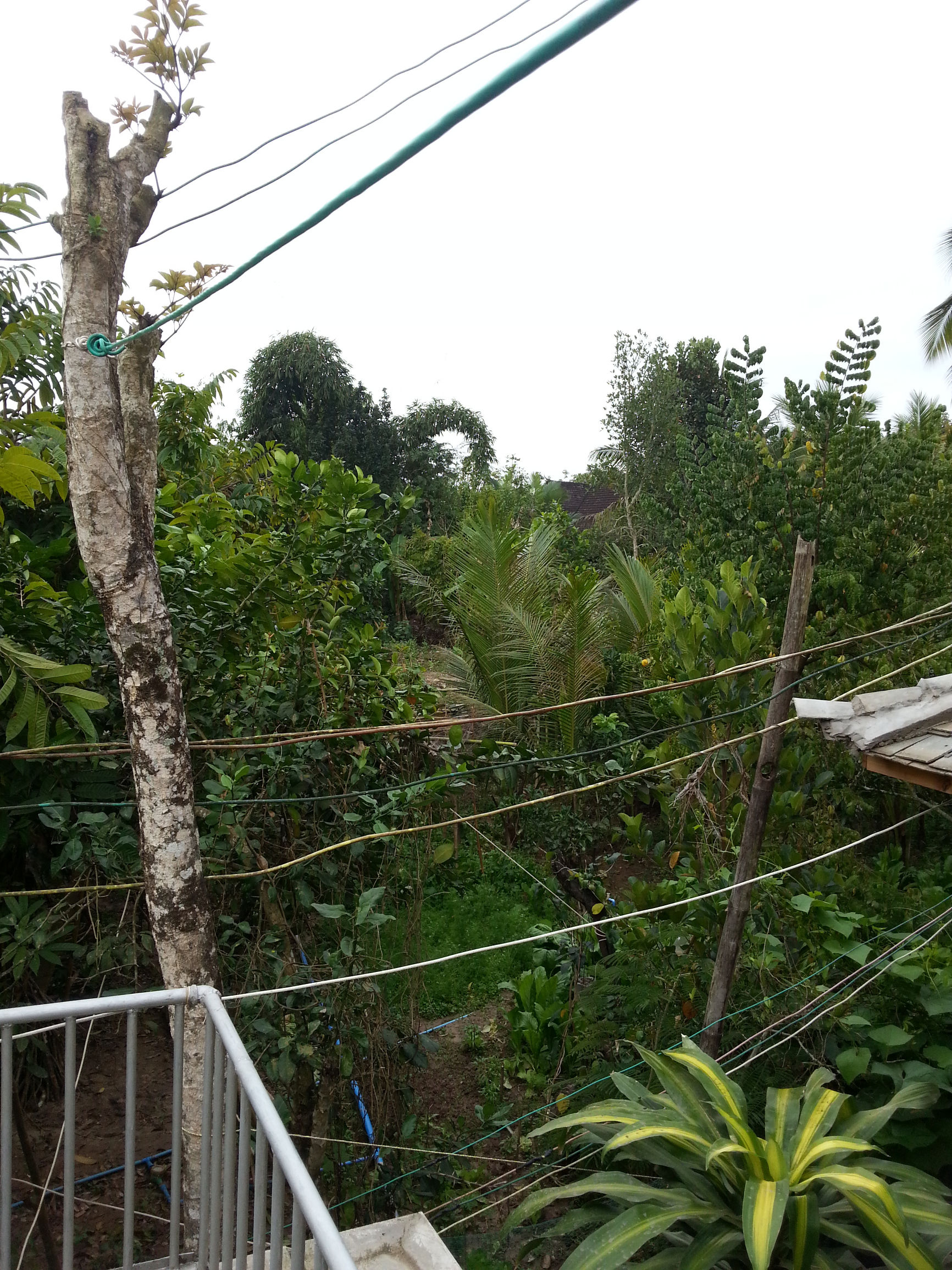 冬日旅西双版纳,西双版纳冬日的傣族浪漫