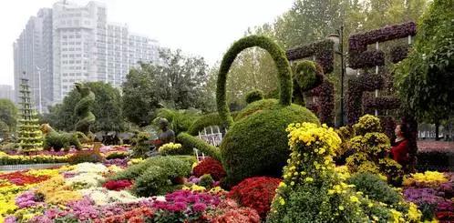 深圳东湖赏菊,去东湖赏菊