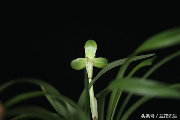 新手养兰的十大技巧,新手养兰的十大基础知识