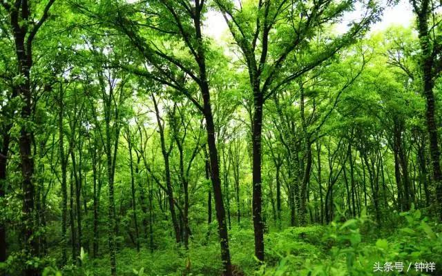 钟祥还能不能去,对不起我要离开了文章