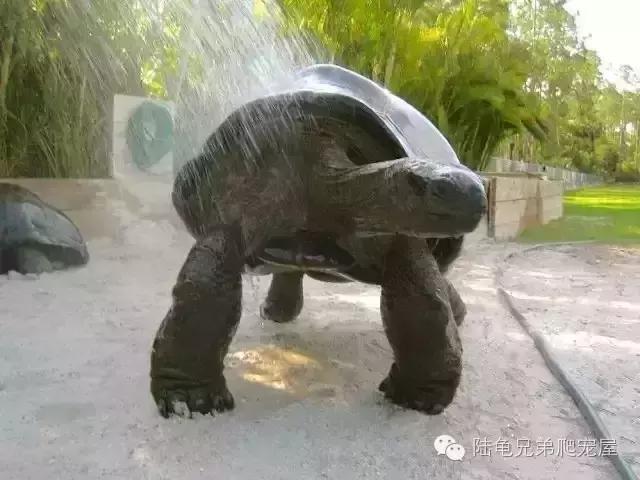 亚达饲养方法及注意事项,如何才可以在中国饲养亚达伯拉