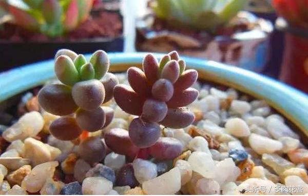 粗河沙可以当多肉的铺面石吗,多肉铺面石用小石子可以吗