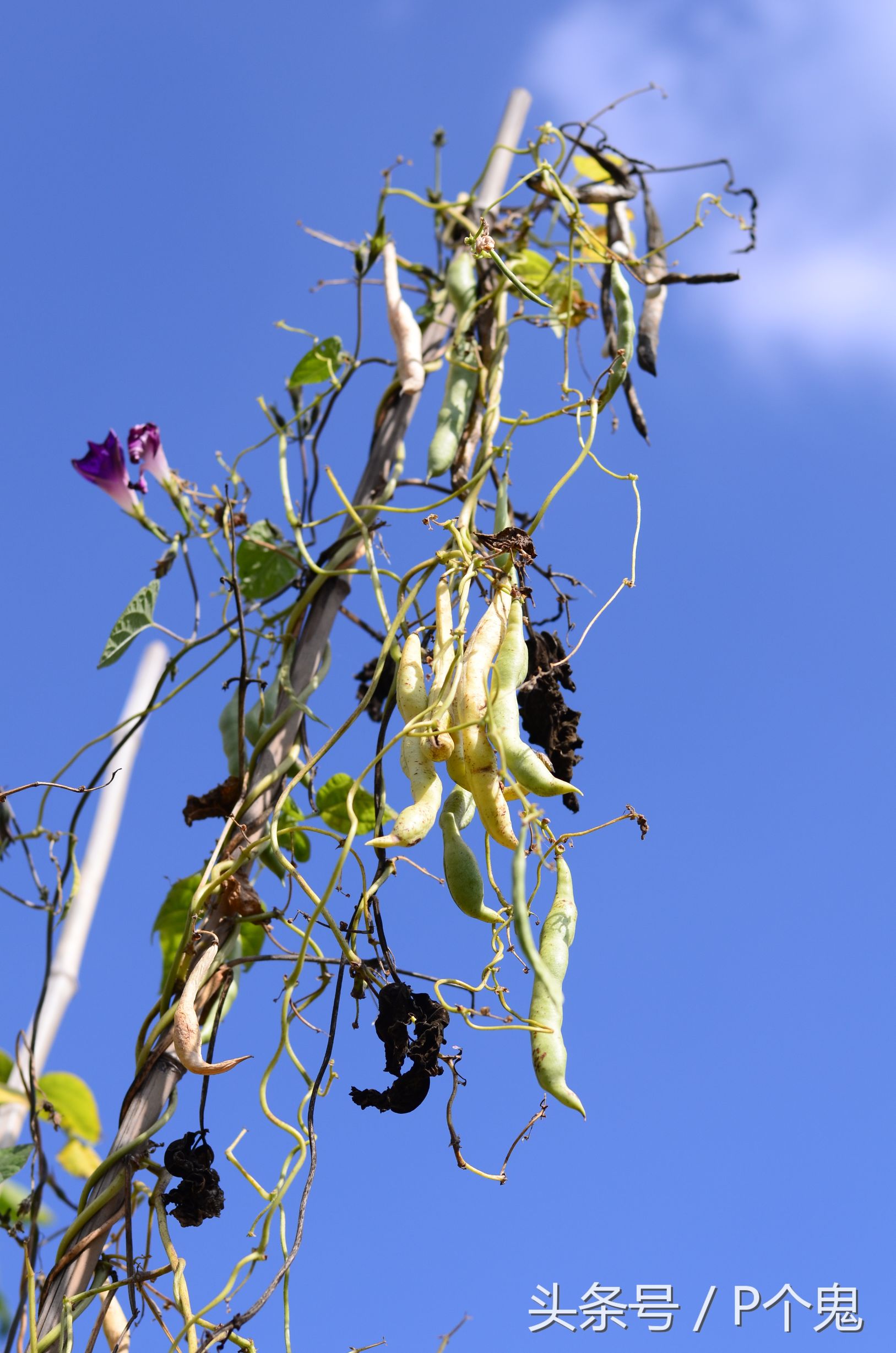 photoshopcc图像处理,adobephotoshopcc2018