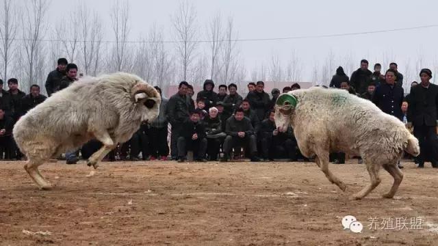 四大羊哪个羊最大,四大羊王