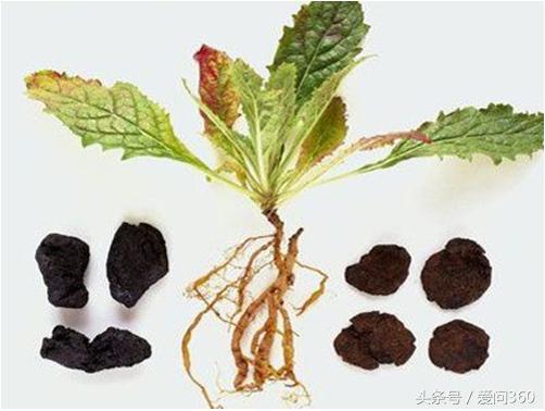 熟地黄泡脚的功效与作用及禁忌,熟地黄丸的功效与作用及禁忌