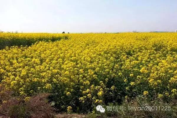 跨越千年时光看兵马俑,跨越千年唐十八陵