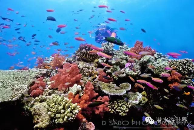 免签岛国斐济颠覆你对潜水的感官体验