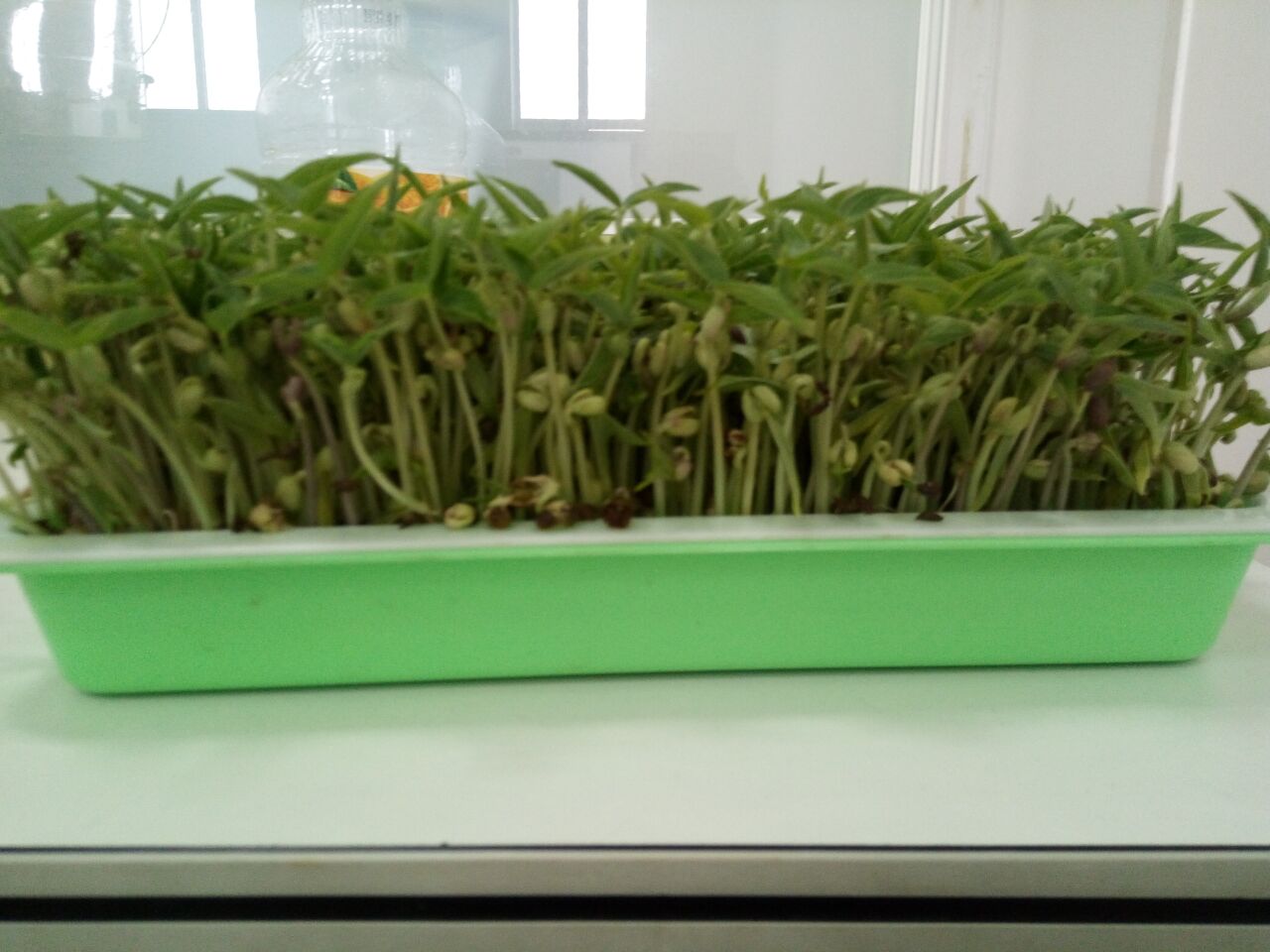 芽苗菜种植是坑吗,在地里种植芽苗菜