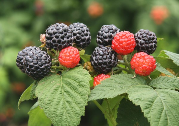 种植树莓一亩能挣多少钱,树莓的种植方法