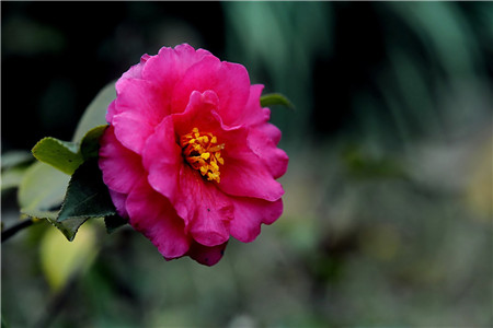 克瑞墨茶花花开能保持几天,茶花怎么养才开花爆盆