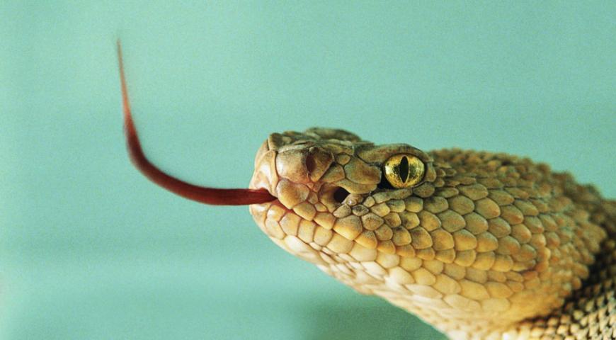 杀蛇为什么要切尾巴,杀蛇为什么没有蛇皮