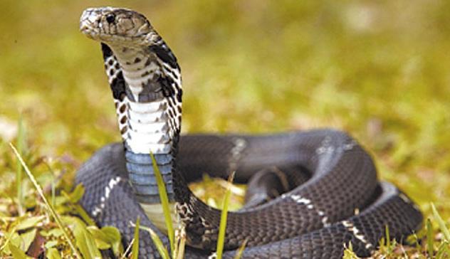 杀蛇为什么要切尾巴,杀蛇为什么没有蛇皮