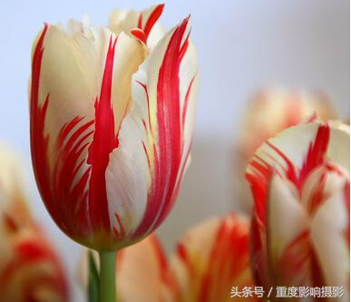 郁金香花语是永恒的祝福,郁金香花语永恒的祝福