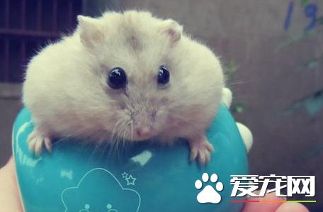 布丁仓鼠咬人吗如何让仓鼠乖乖不咬人
