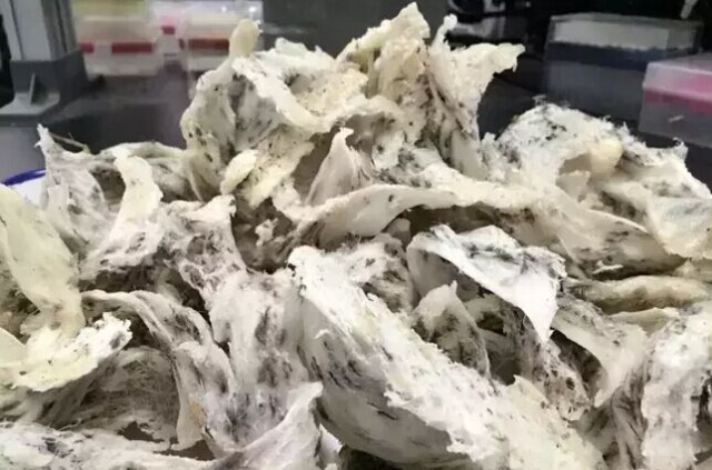 即食燕窝可以入境日本吗,燕窝不能带回国吗