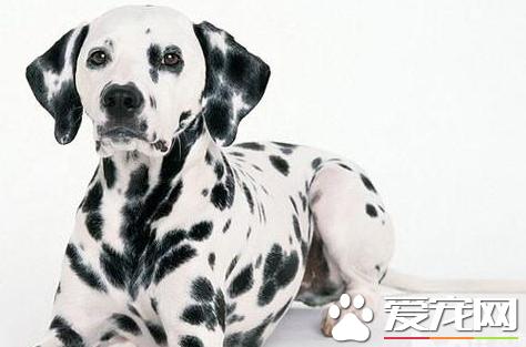 大麦町犬一到十二个月的体重变化,大麦町犬怀孕多久下小狗