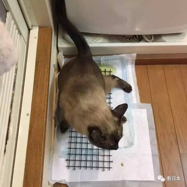 日本人发明的捕鼠神器,日本人发明装置