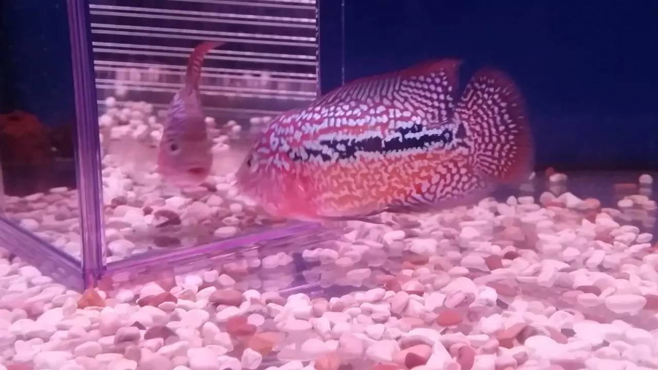 水质管理技巧视频,水质管理的基本方法