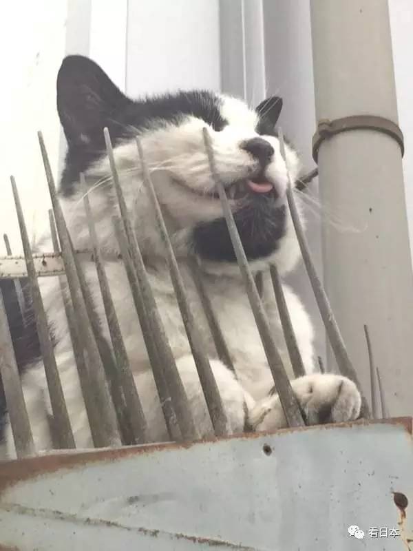 日本人发明的捕鼠神器,日本人发明装置