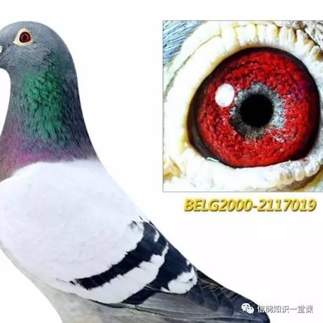 点破鱼磷砂信鸽的秘密