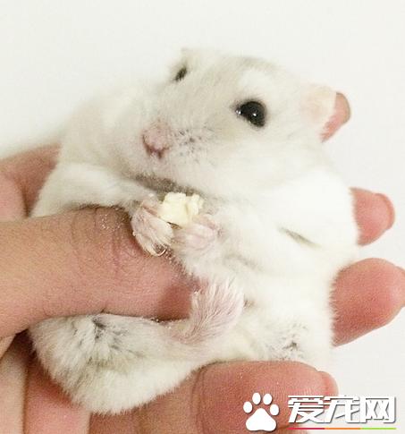 仓鼠可以沙浴么,奶茶仓鼠为什么不玩跑轮