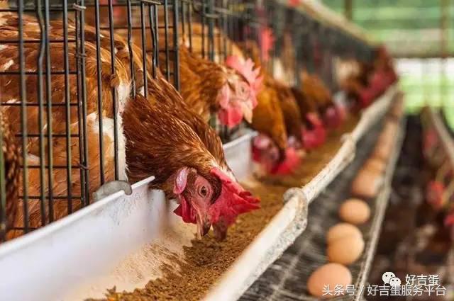好吉蛋养殖新思路,好吉蛋