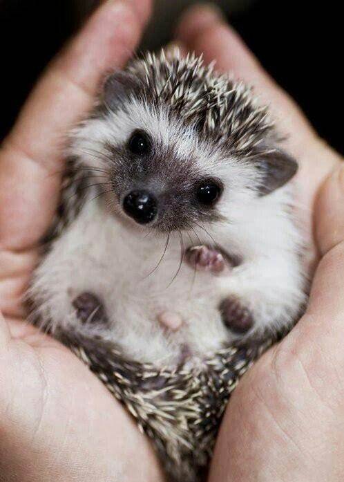 异宠:刺猬界的侏儒——非洲迷你刺猬