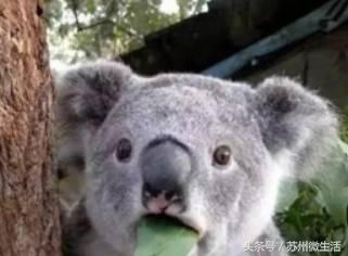 最新苏州小区二手房价,苏州最新小区房价二手房