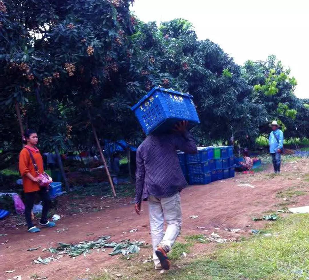 正品进口食品中国代理商,国产进口食品批发商进货渠道