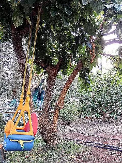 教你轻松完成果树、花木的嫁接，三种方法轻松掌握