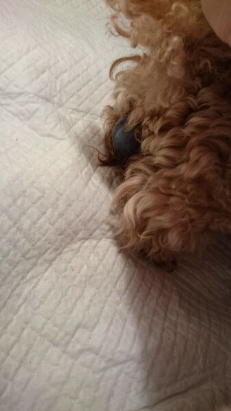 泰迪怀孕了会变得很瘦吗,泰迪怀孕后期为什么特别瘦