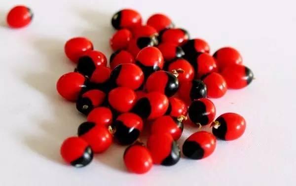 红豆增强免疫力,红豆副作用及危害