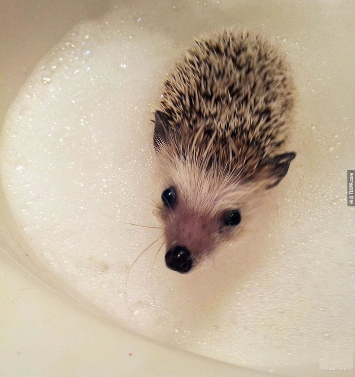 刚出生的小刺猬太可爱了,小刺猬没有牙齿